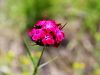 029_29_04cd_klincek_krvavordeci_Dianthus_sanguineus_IMG_6070a.jpg