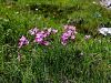 029_29_09ca_klincek_divji_Dianthus_sylvestris_IMG_2165a.jpg