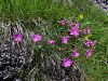 029_29_09cb_klincek_divji_Dianthus_sylvestris_IMG_2159a.jpg