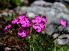 029_29_09cc_klincek_divji_Dianthus_sylvestris_IMG_2077a.jpg