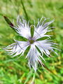 029_29_11cc_Klincek_montpellierski_Dianthus_hyssopifolius_zav_DSC03530a.jpg