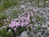 029_29_12ba_klincek_Sternbergov_Dianthus_sternbergii_IMG_7531.JPG