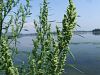 033_01_13ac_metlika_bela_Chenopodium_albumDSCF2986aa.jpg