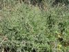 033_04_03ca_loboda_kopjelistna_Atriplex_prostrata_IMG_9698.jpg