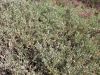 033_04_08ca_loboda_tolscakasta_Atriplex_portulacoides_IMG_9749.jpg