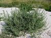 033_09_01ca_solinka_solinska_Salsola_soda_IMG_9780.jpg