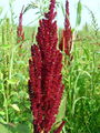 034_01_02bb_kosati_scir_Amaranthus_cruentus_DSC02064.jpg
