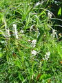 035_01_07ba_zivorodna_dresen_Polygonum_viviparum_DSC03099.jpg