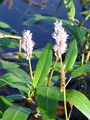 035_01_08bc_vodna_dresen_Polygonum_amphibium_DSC04091.jpg