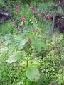 Filename=035_01_09ba_vzhodna_dresen_Polygonum_orientale_ba.jpg
Filesize=339KB
Dimensions=675x900
Date added=Dec 31, 2008 035_01_09ba_vzhodna_dresen_Polygonum_orientale_ba.jpg