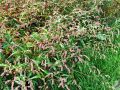 035_01_10ab_Dresen_breskova_Polygonum_persicaria_2012_09050028.jpg