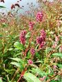 035_01_10ac_Dresen_breskova_Polygonum_persicaria_2012_09050029.jpg