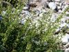 Filename=035_06_02bd_kislica_scitasta_Rumex_scutatus_IMG_3573a.jpg
Filesize=359KB
Dimensions=900x675
Date added=Aug 05, 2017 035_06_02bd_kislica_scitasta_Rumex_scutatus_IMG_3573a.jpg