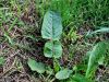 035_06_14cc_kislica_lepa_Rumex_pulcher_IMG_3143a.jpg