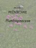036_00_00c_pecnikovke_Plumbaginaceae_a.jpg