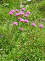 036_02_01bb_alpski_pecnik_Armeria_alpina_DSC03141.jpg