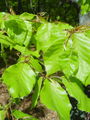 038_01_01ba_navadna_bukev_Fagus_sylvatica_DSC09362.JPG