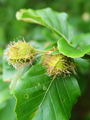 038_01_01bc_navadna_bukev_Fagus_sylvatica_DSC09934.JPG