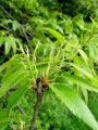 038_02_01ba_Pravi_kostanj_Castanea_sativa_DSC08761.jpg