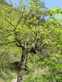 038_03_04ba_puhasti_hrast_Quercus_pubescens_DSC09351.JPG