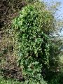 045_01_01bbz_Hmelj_navadni_Humulus_lupulus_2011_09030002.JPG