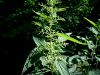 046_01_01ad_kopriva_velika_Urtica_dioica_2011_06120001.JPG