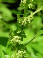 046_02_01bd_Krisina_navadna_Parietaria_officinalis_DSC01799.jpg