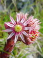 Filename=048_01_02bc_navadna_netresk_Sempervivum_tectorum_bc.jpg
Filesize=179KB
Dimensions=675x900
Date added=Jan 02, 2009 048_01_02bc_navadna_netresk_Sempervivum_tectorum_bc.jpg
