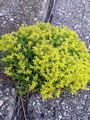048_03_06ab_homulica_ostra_Sedum_acre_ab.JPG