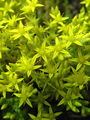 048_03_06ac_homulica_ostra_Sedum_acre_ac.JPG