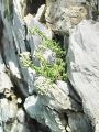 048_03_09ca_Homulica_bela_Sedum_album_DSC03533.jpg