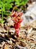 Filename=048_03_12bf_homulica_crnikasta_Sedum_atratum_IMG_2952a.jpg
Filesize=210KB
Dimensions=675x900
Date added=Oct 17, 2017 048_03_12bf_homulica_crnikasta_Sedum_atratum_IMG_2952a.jpg