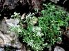 Filename=048_03_14bb_homulica_spanska_Sedum_hispanicum_IMG_8617.JPG
Filesize=296KB
Dimensions=900x675
Date added=Oct 24, 2016 048_03_14bb_homulica_spanska_Sedum_hispanicum_IMG_8617.JPG