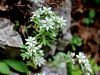 Filename=048_03_14bc_homulica_spanska_Sedum_hispanicum_IMG_8618.JPG
Filesize=271KB
Dimensions=900x675
Date added=Oct 24, 2016 048_03_14bc_homulica_spanska_Sedum_hispanicum_IMG_8618.JPG