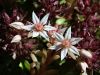 048_03_14cd_homulica_spanska_Sedum_hispanicum_IMG_4399a.jpg