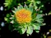 048_04_01cj_rozni_koren_navadni_Rhodiola_rosea_IMG_6858a.jpg