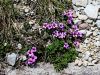049_01_01cb_kamnokrec_nasprotnolistni_Saxifraga_oppositifolia_IMG_6839a.jpg