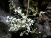 049_01_06bc_kamnokrec_Hostov_Saxifraga_hostii_IMG_2171a.jpg