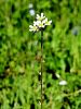 049_01_16bh_kamnokrec_brsticni_Saxifraga_bulbifera_IMG_3207a.JPG