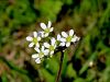 049_01_16bi_kamnokrec_brsticni_Saxifraga_bulbifera_IMG_3205a.JPG