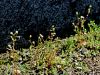 Filename=049_01_19aa_kamnokrec_triprsti_Saxifraga_tridactylites_IMG_1477a.jpg
Filesize=356KB
Dimensions=900x675
Date added=Jul 01, 2018 049_01_19aa_kamnokrec_triprsti_Saxifraga_tridactylites_IMG_1477a.jpg