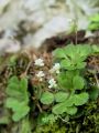 049_01_21cd_kamnokrec_klinolistni_Saxifraga_cuneifolia_DSC09824.jpg