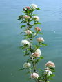 052_01_01ac_pokalec_kalinolistni_Physocarpus_opulifolius_2010_05260014aa.jpg