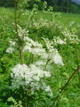 052_04_01bb_brestovolistni_oslad_Filipendula_ulmaria_DSC01804.jpg