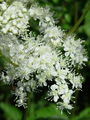 052_04_01bc_brestovolistni_oslad__Filipendula_ulmaria_DSC01805.jpg
