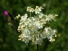 052_04_01cc_oslad_brestovolistni_Filipendula_IMG_1587.JPG