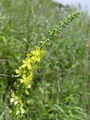 052_05_01bb_navadni_repik_Agrimonia_eupatoria.jpg