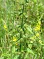 052_05_01bc_Repik_navadni_Agrimonia_eupatoria.jpg