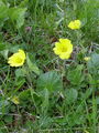 052_09_02bb_gorska_sretena_Geum_montanum_DSC02036.jpg