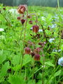 052_09_03ba_potocna_sretena_Geum_rivale_DSC00088.jpg